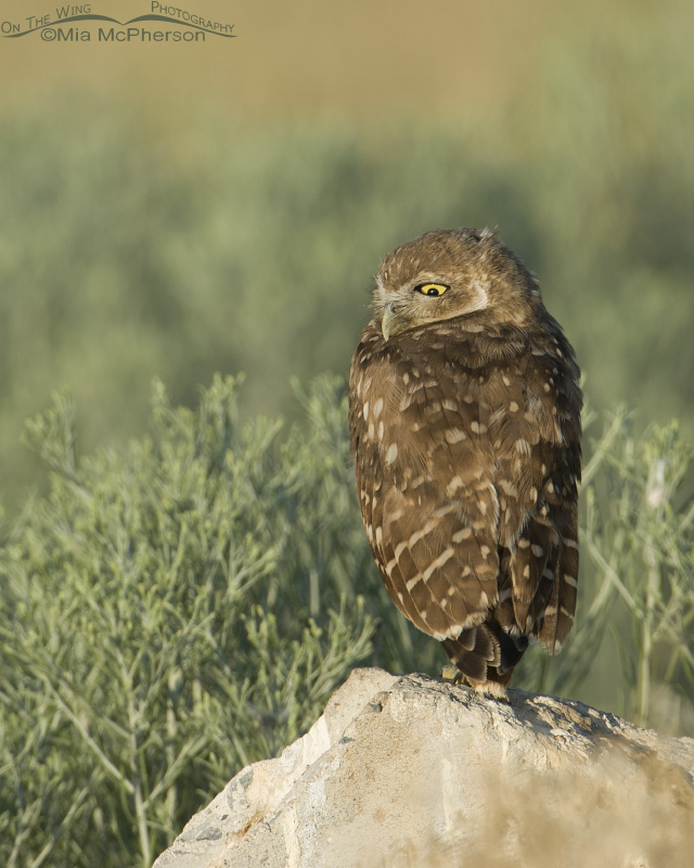 Funny faced juvenile Burrowing Owl
