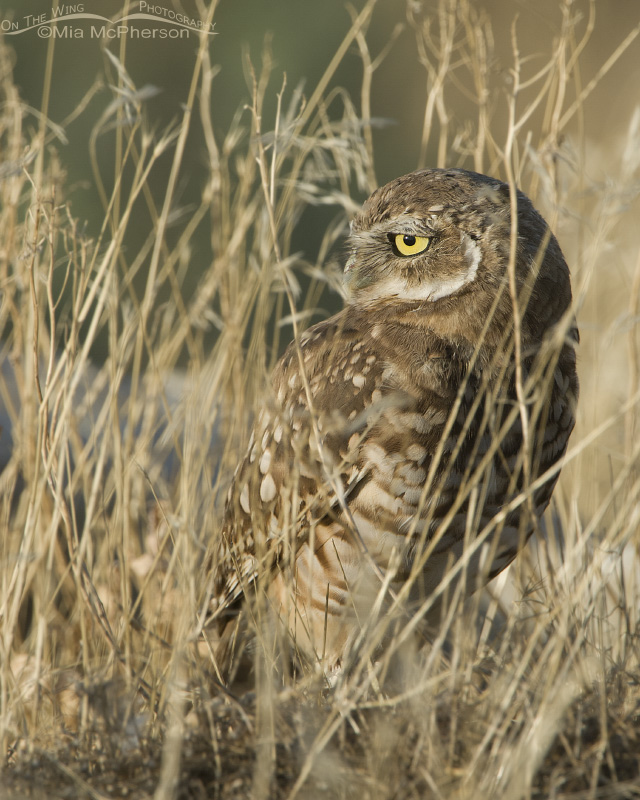 Immature Burrowing Owl hidden in grasses