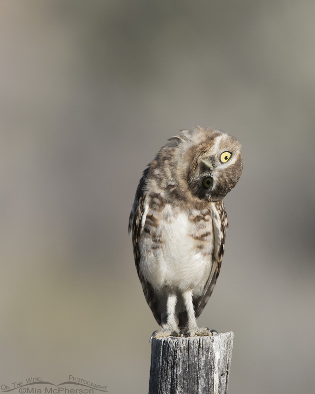 Juvenile Burrowing Owl parallaxing while perched on a fence post