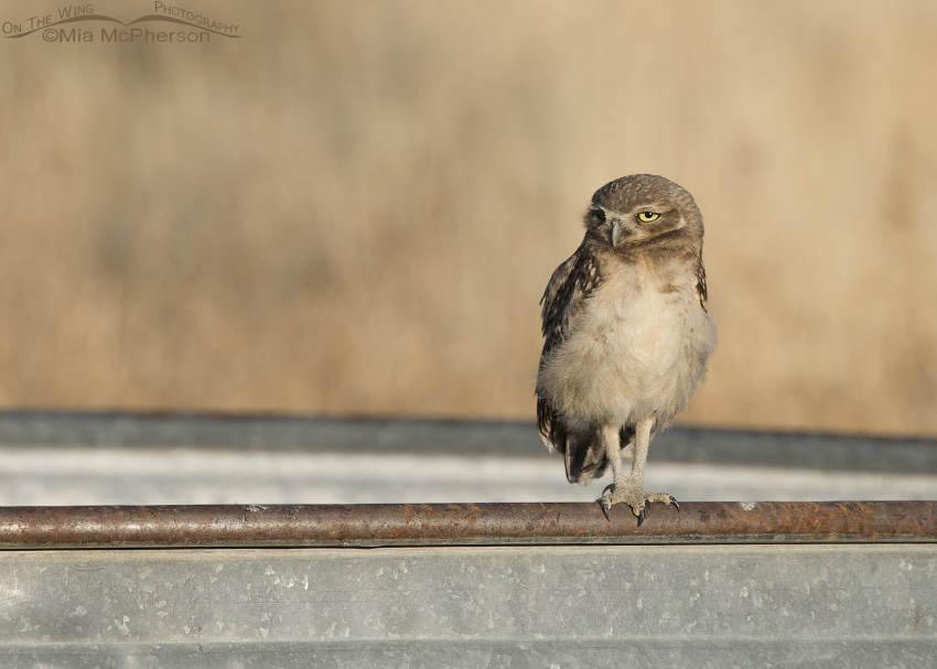 Juvenile Burrowing Owl perched on a watering trough