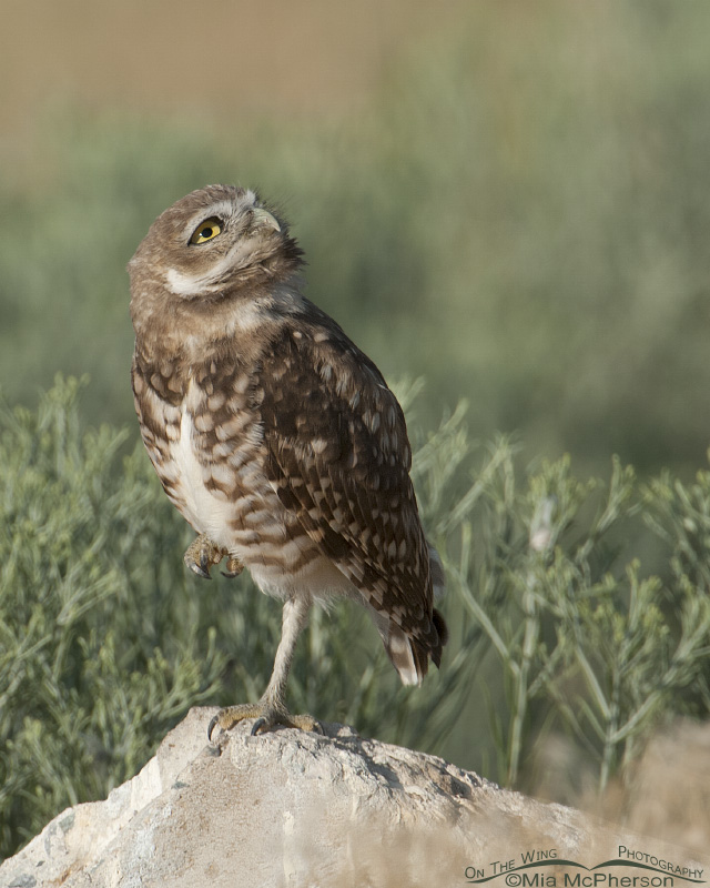 A Burrowing Owl juvenile looking up into the sky