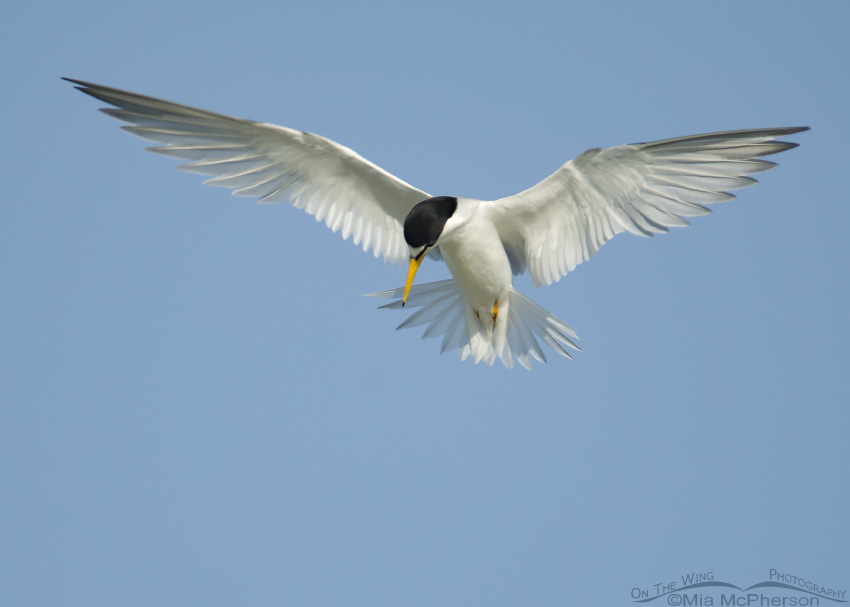 Least Tern looking for breakfast