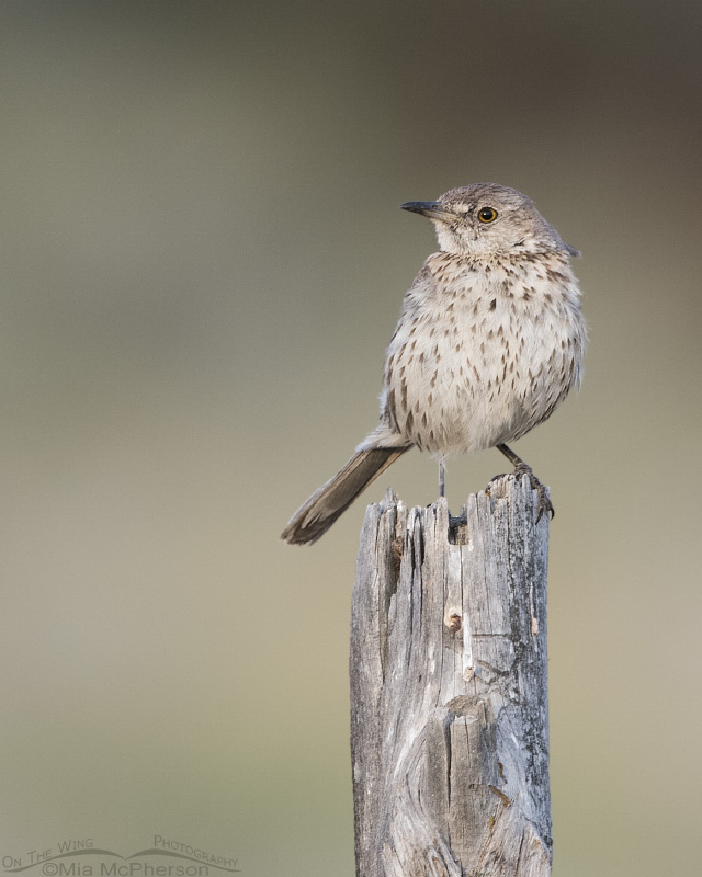 Young Sage Thrasher perched on a fence post