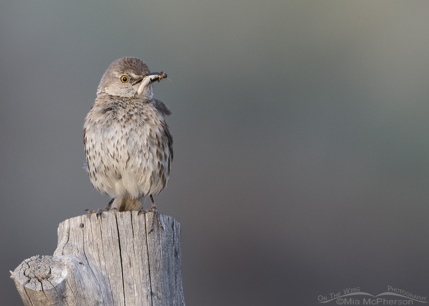 Adult Sage Thrasher with prey in Tooele County