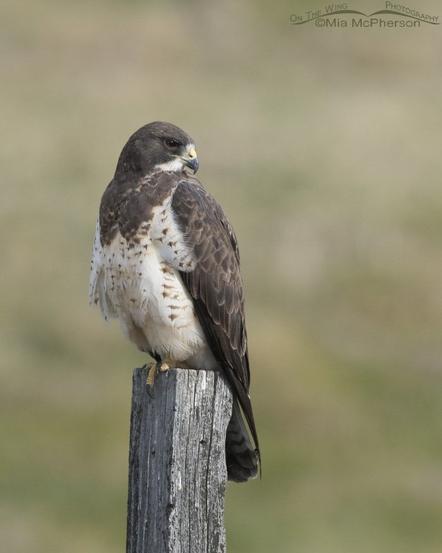 Resting female Swainson's Hawk