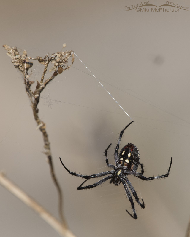 Female Western Spotted Orbweaver weaving a web