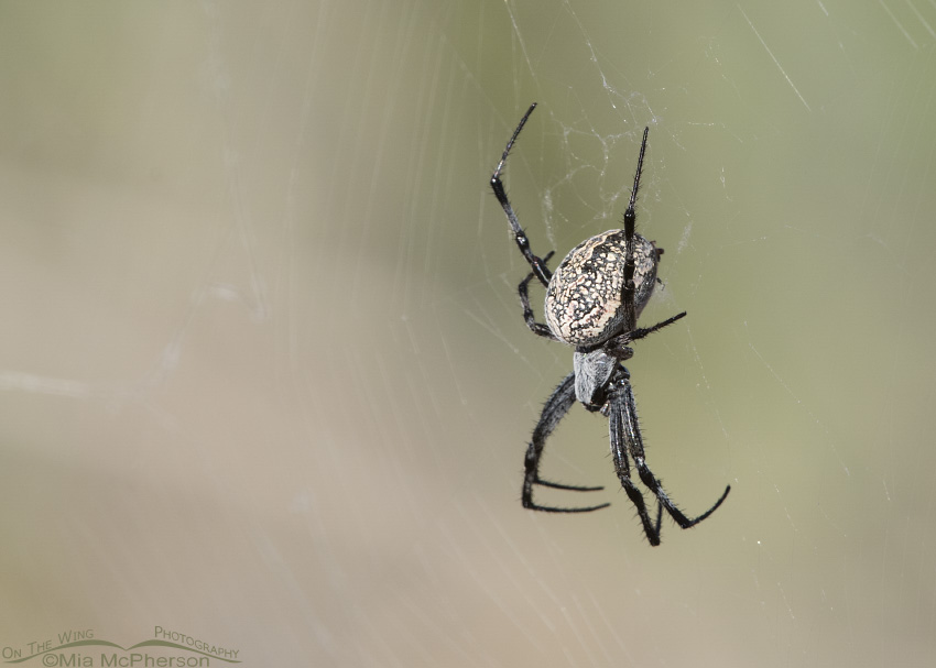 Female Western Spotted Orbweaver in her web