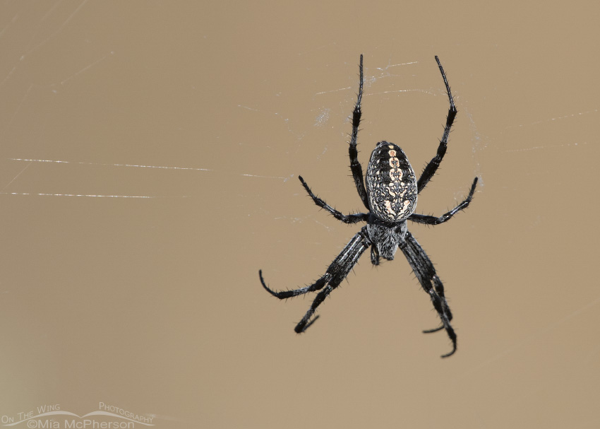 Dark Female Western Spotted Orbweaver