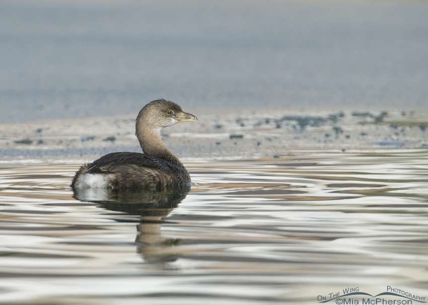 Pied-billed Grebe in icy water
