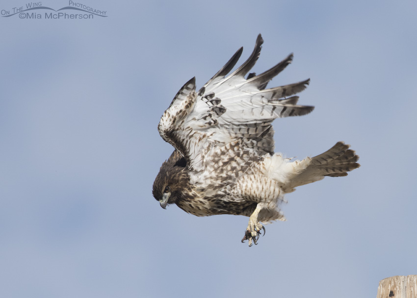 Juvenile Red-tailed Hawk rousing after lift off
