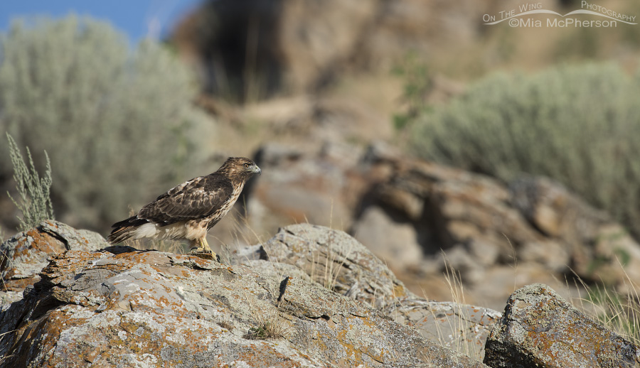 Red-tailed Hawk near the Promontory Mountains