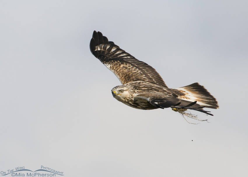 Rough-legged Hawk in flight with prey on a brisk December day, Antelope Island State Park, Davis County, Utah