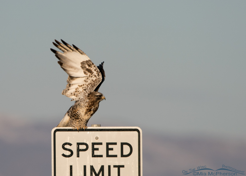 Male Rough-legged Hawk lifting off from a speed limit sign
