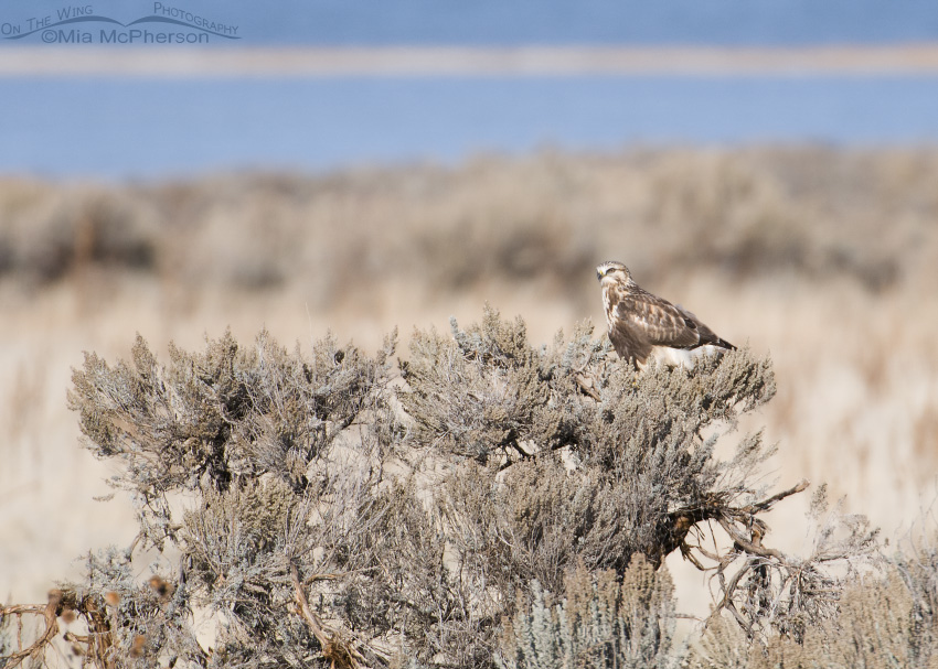 Rough-legged Hawk perched on sagebrush with Great Salt Lake in the background, Antelope Island State Park, Davis County, Utah
