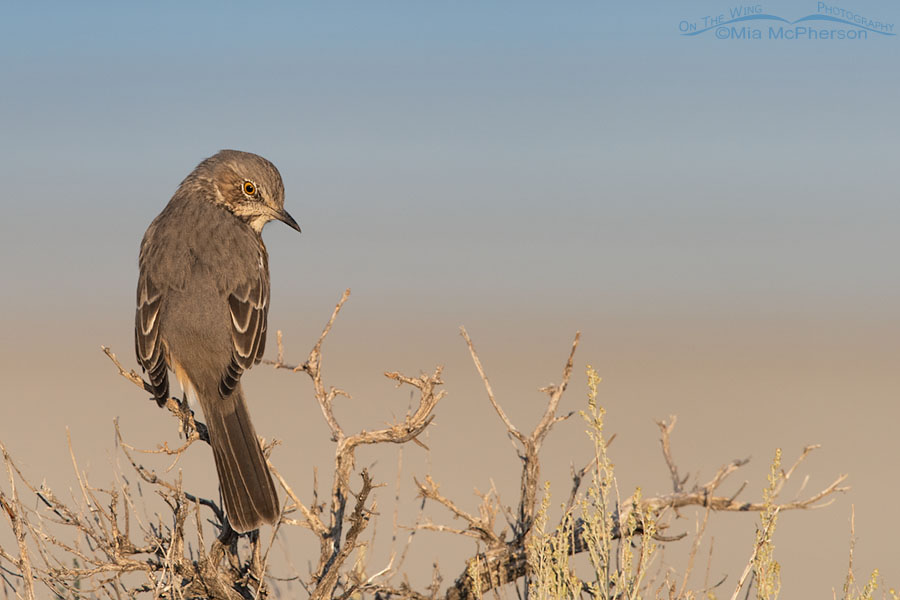 Back view of a Sage Thrasher in early morning light, Back view of a Sage Thrasher in early morning light, Antelope Island State Park, Davis County, Utah