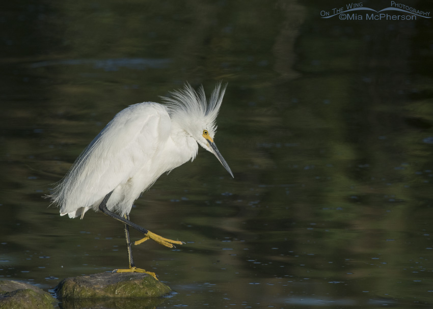Snowy Egret about to scratch
