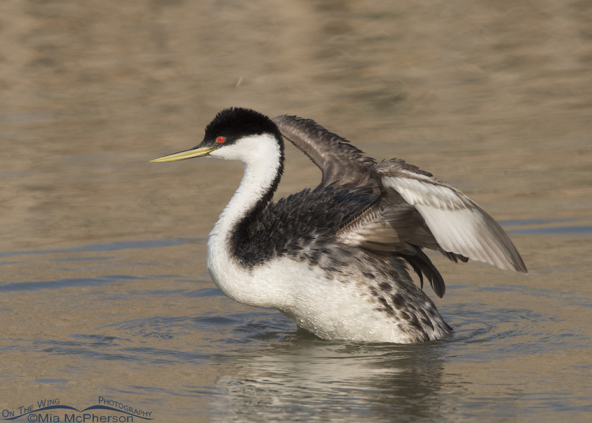 Western Grebe settling on the water after a wing flapping session