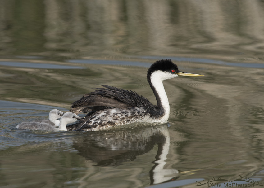 Western Grebe chicks after being dumped into the water