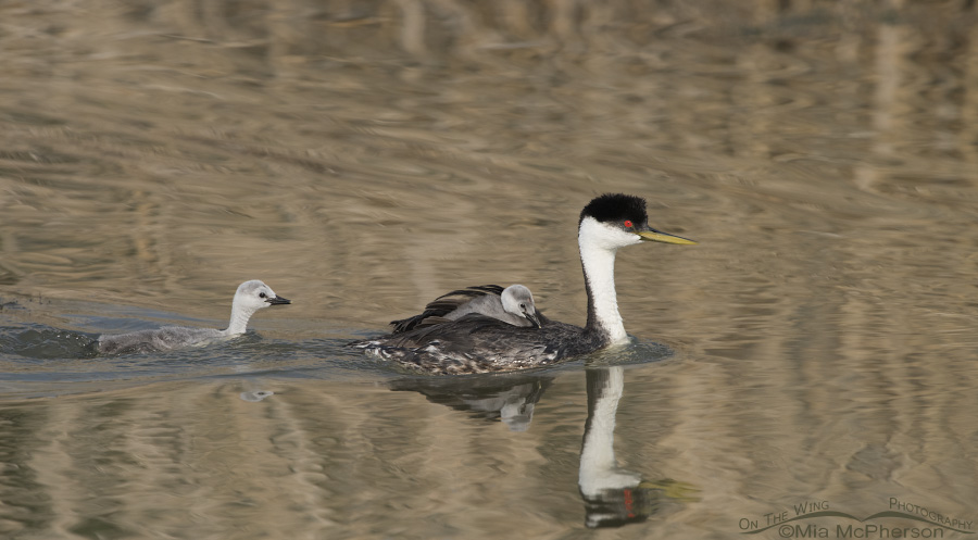 An adult Western Grebe with two of its young