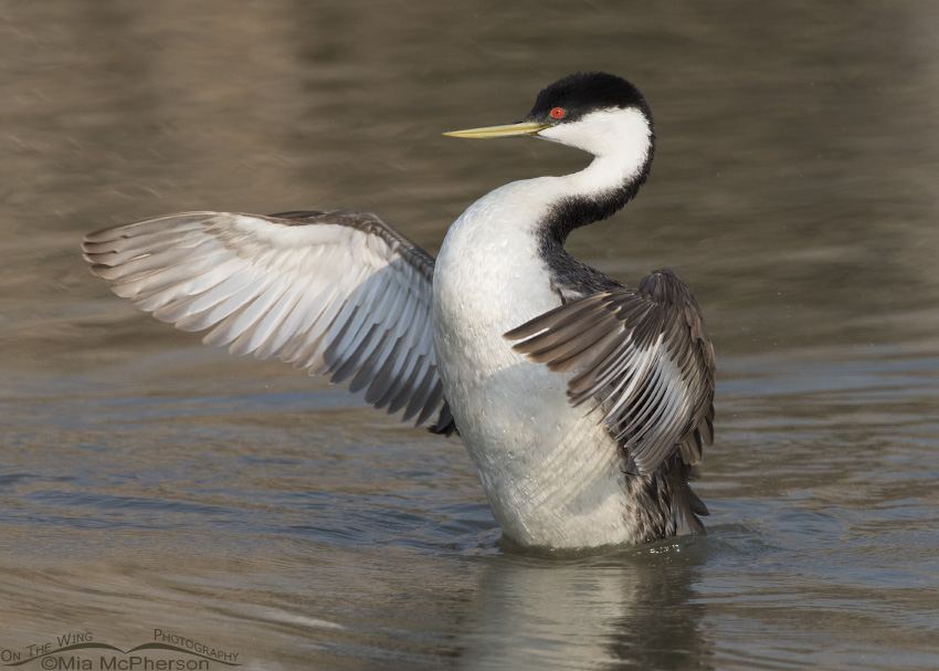 Western Grebe flapping its wings on the Bear River