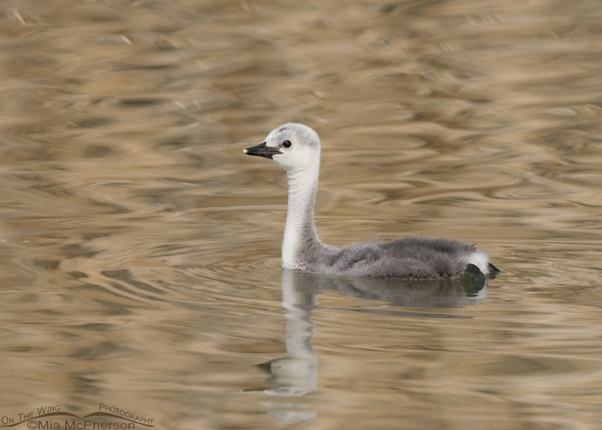 Juvenile Western Grebe and golden reflections