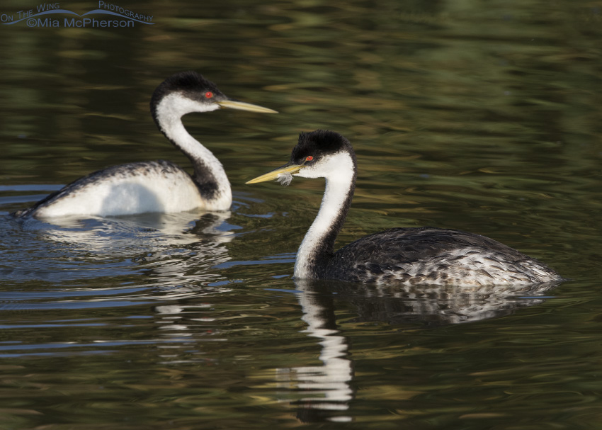 Western Grebe with a feather on its bill
