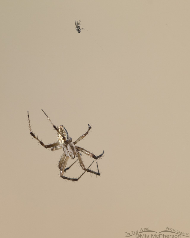 Dead Brine Fly and a Western Spotted Orbweaver