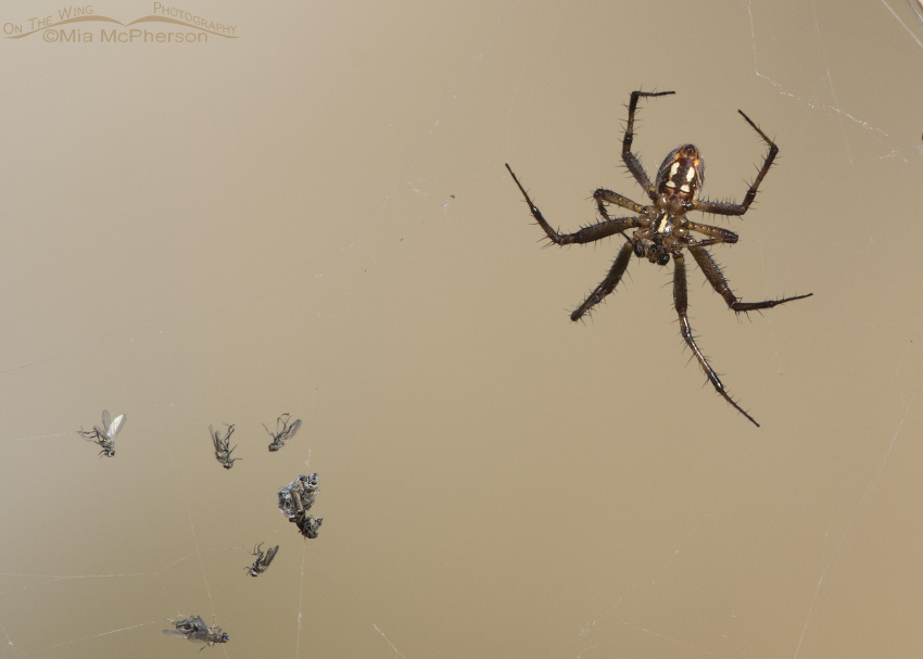 Western Spotted Orbweaver with a bunch of captured Brine Fliess