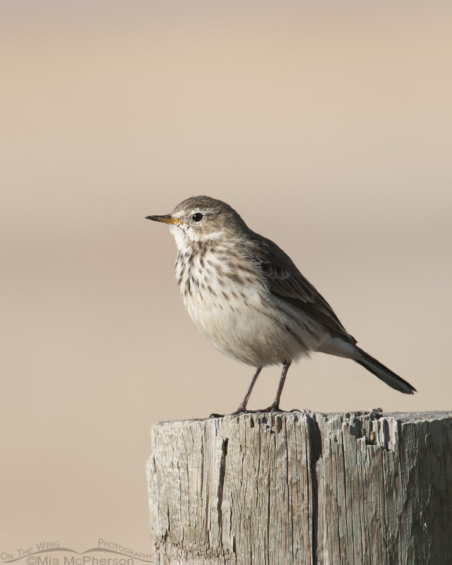 American Pipit in early morning light