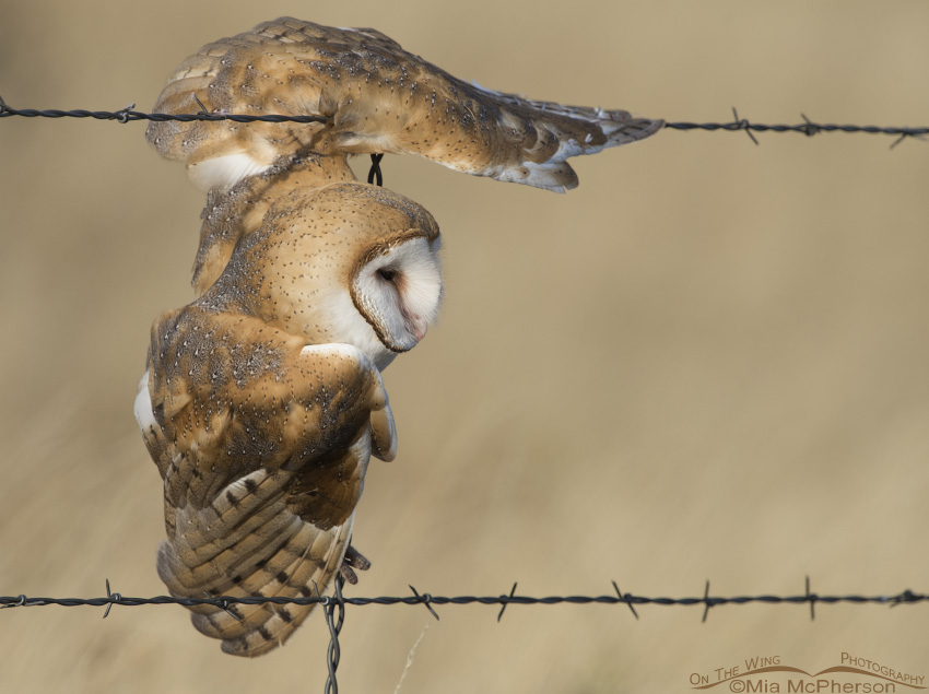 Barn Owl caught on barb wire, Centennial Valley, Montana