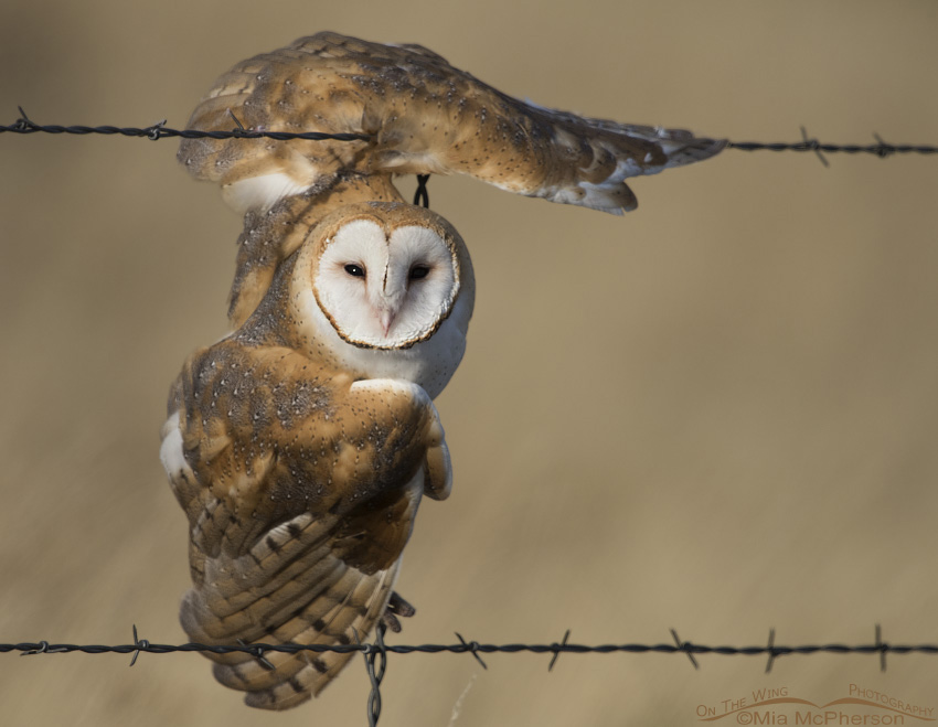 Barn Owl tangled up in barbed wire, Centennial Valley, Montana