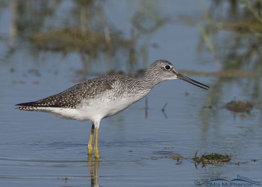 Greater Yellowlegs with its bill open