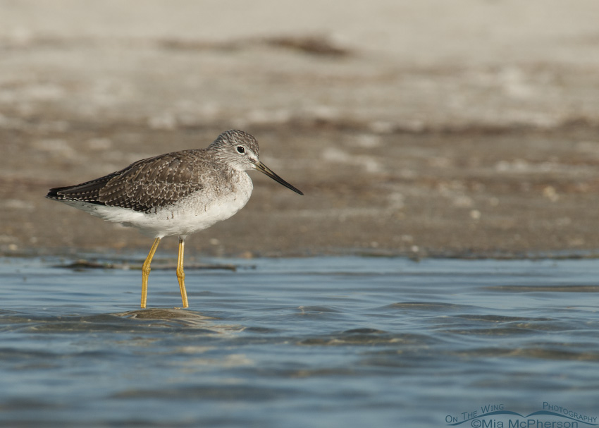 Yellowlegs at the south spit