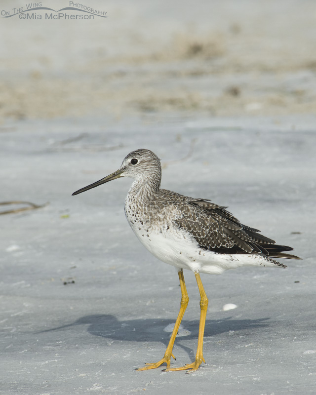 Greater Yellowlegs and its shadow, Fort De Soto County Park, Pinellas County, Florida