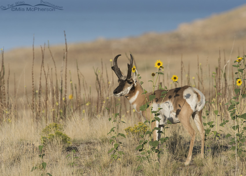 Pronghorn Buck, wild Sunflowers and the Great Salt Lake