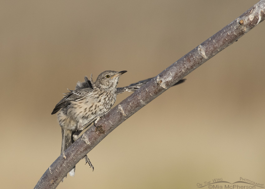 An immature Sage Thrasher fluttering on a branch