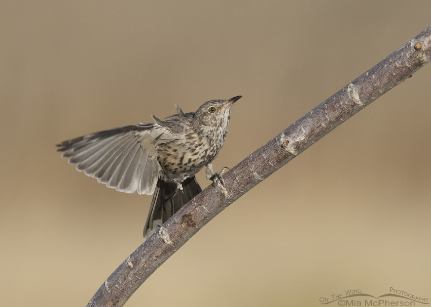 An immature Sage Thrasher fluttering its wings on a branch
