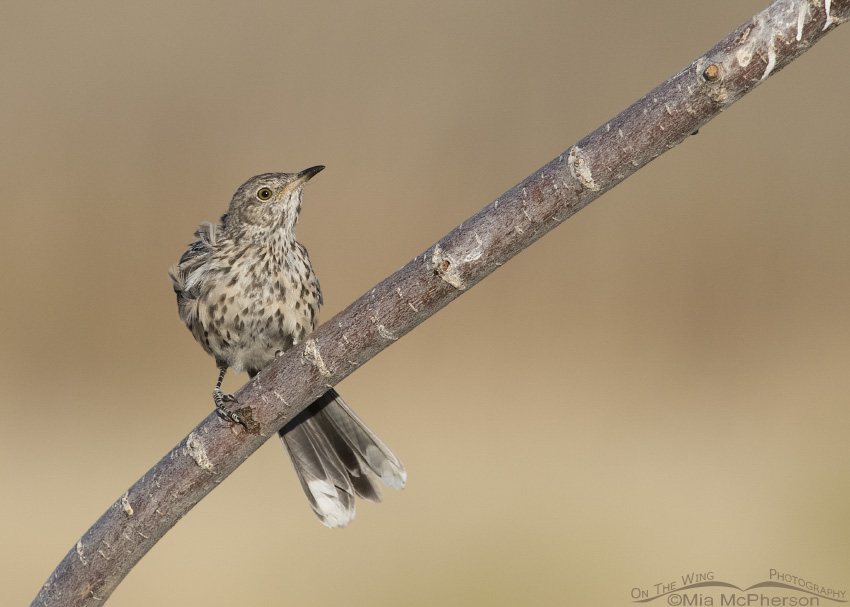 An immature Sage Thrasher perched on a branch