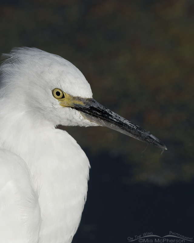 Snowy Egret close up, Farmington Bay WMA, Davis County, Utah