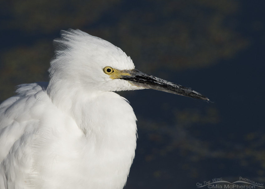 Snowy Egret Portrait at Farmington Bay