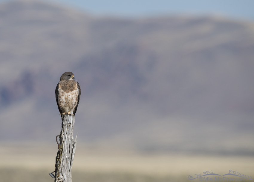 Swainson's Hawk in the Centennial Valley of Montana