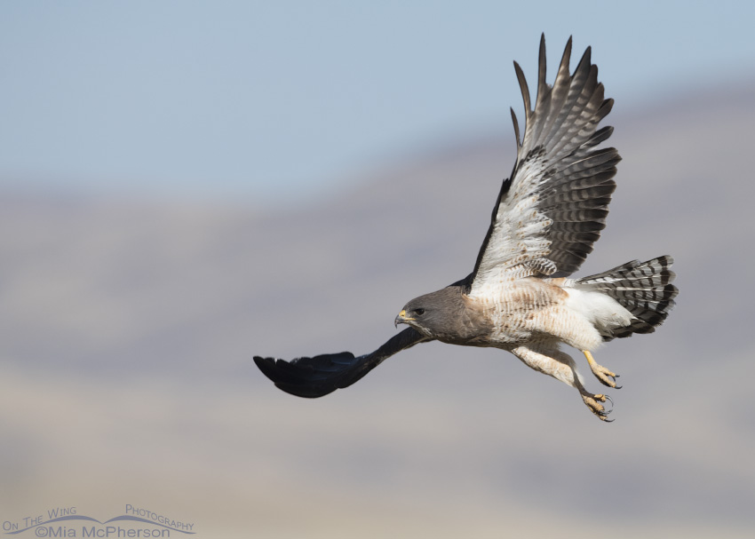 Adult Swainson's Hawk in flight over Centennial Valley