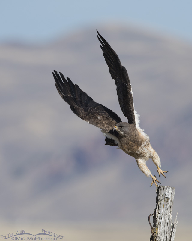 Swainson's Hawk lift off with one talon on the fence post