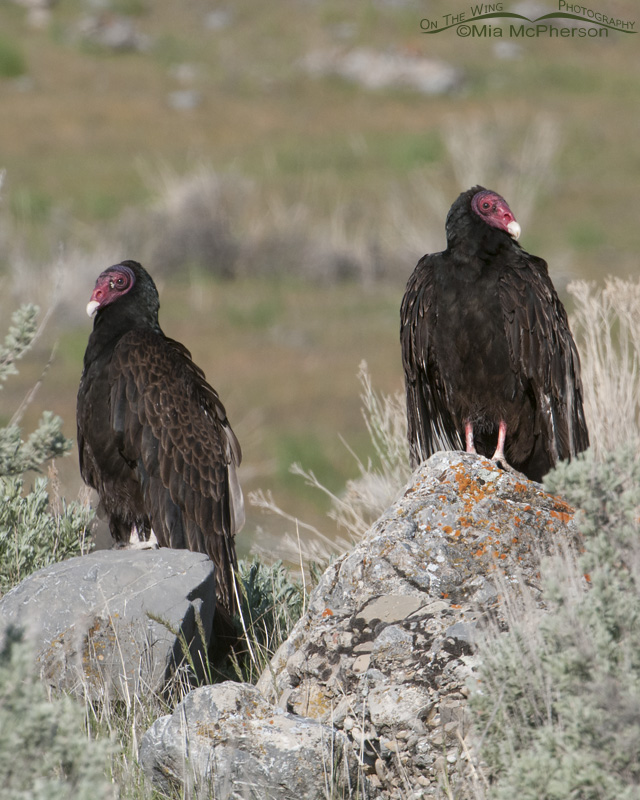 Pair of Turkey Vultures in Box Elder County, Utah
