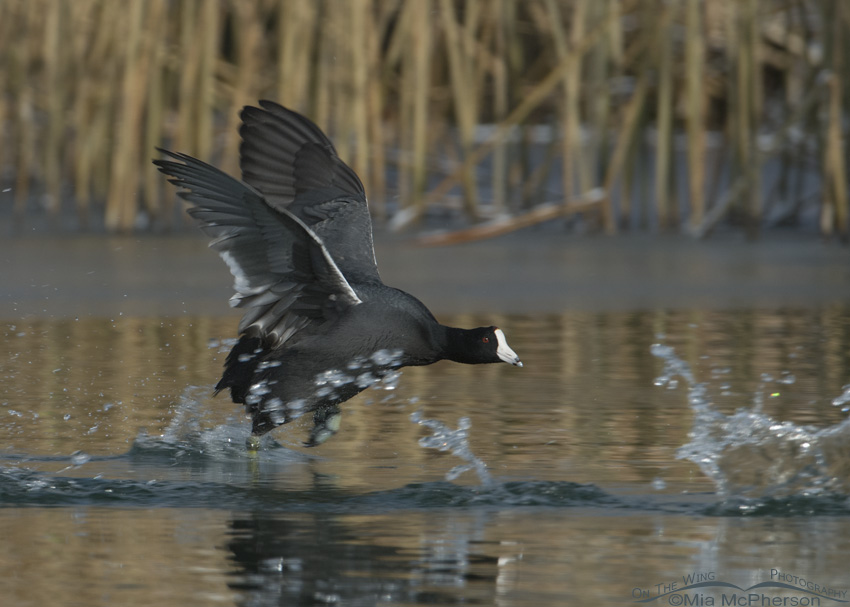 Chasing another Coot