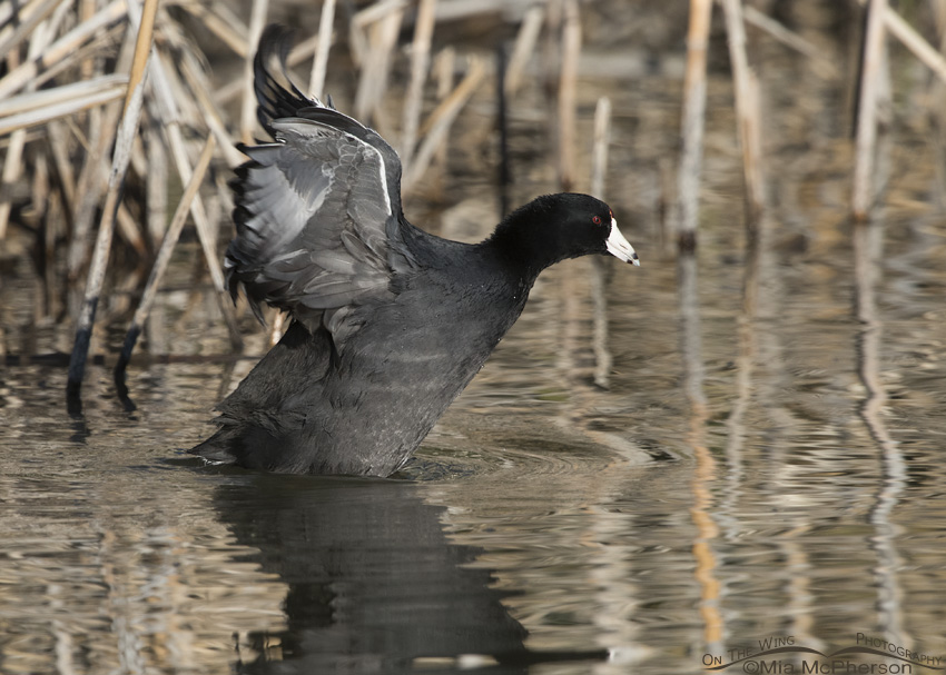 American Coot at the end of its wing flapping session