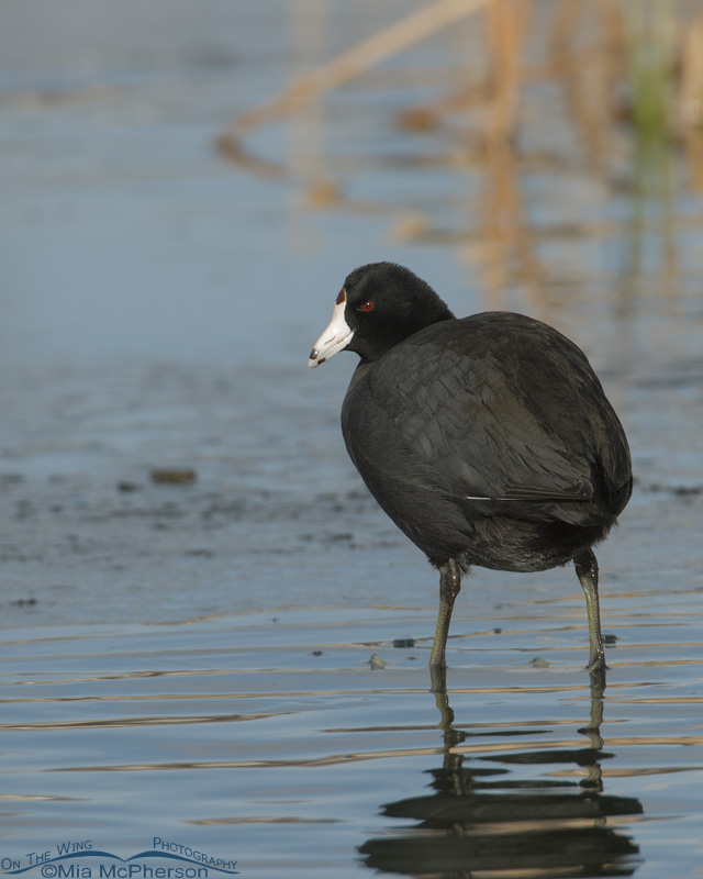American Coot from the back