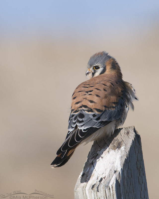 Back view of an American Kestrel male on a post