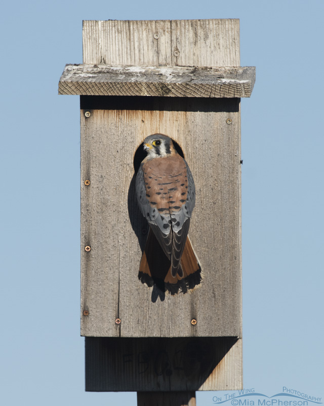 American Kestrel male checking out a nest box