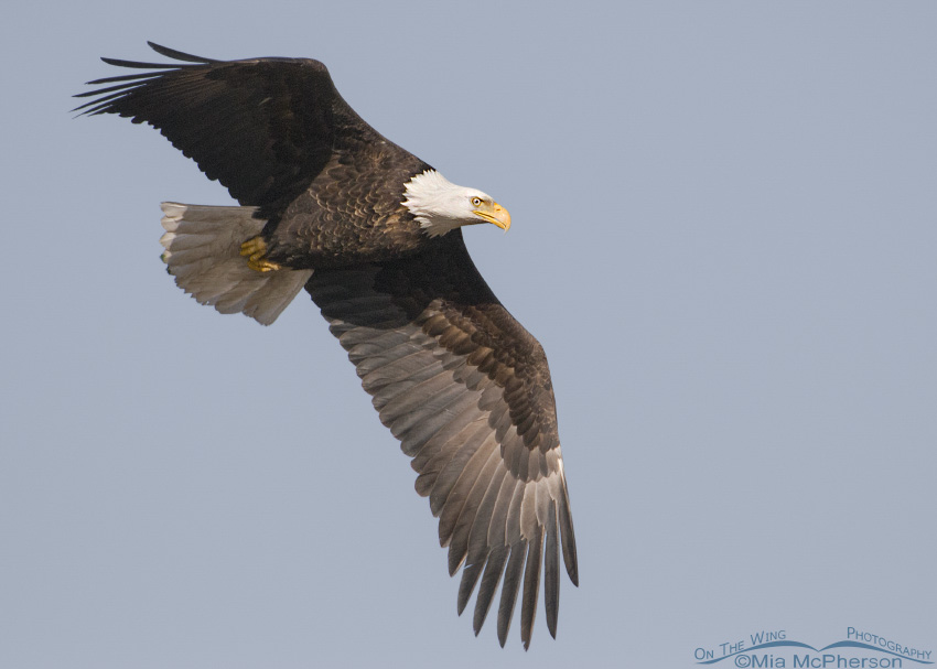 Adult Bald Eagle in flight on a cloudless sky